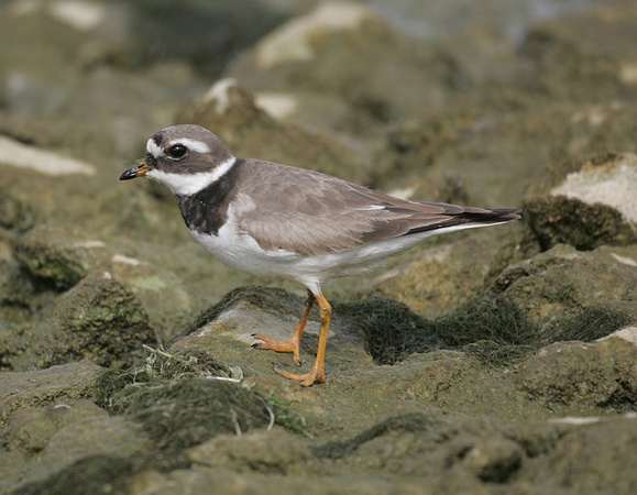 Ringed Plover (Adult)