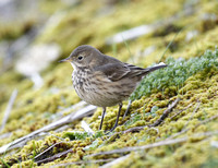 American Buff-bellied Pipit