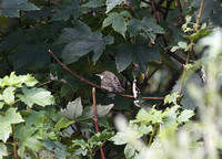 Eastern Olivaceous Warbler