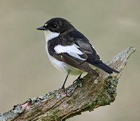 Pied Flycatcher 2012