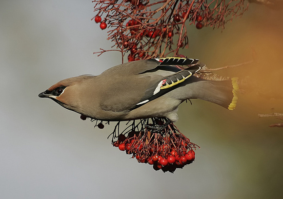 Waxwing