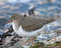 Common Sandpiper & Spotted Sandpiper