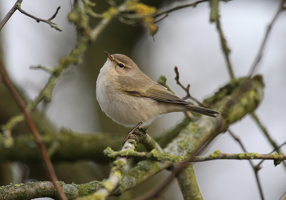 Siberian Chiffchaff
