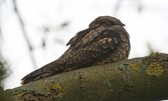 Nightjar