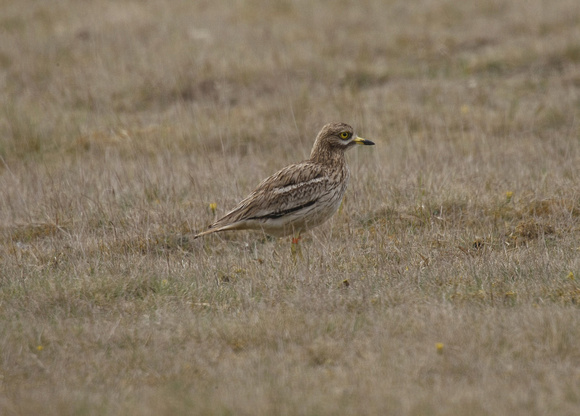 Stone Curlew