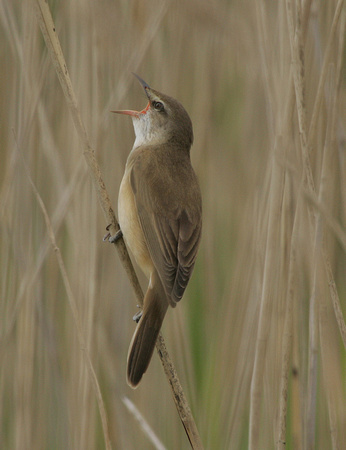 Great Reed Warbler