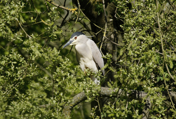 Night Heron