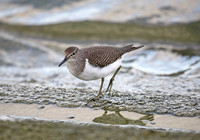 Common Sandpiper