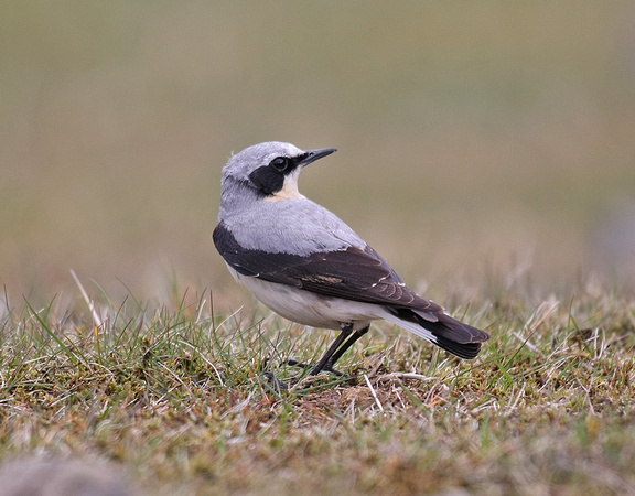 Northern Wheatear