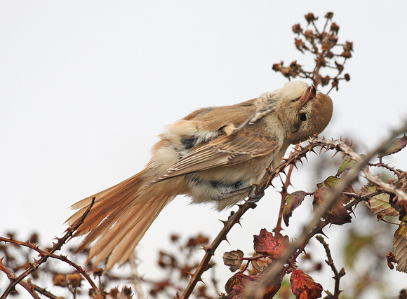 Isabelline (Daurian) Shrike