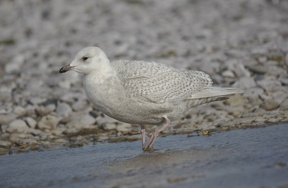 Iceland Gull