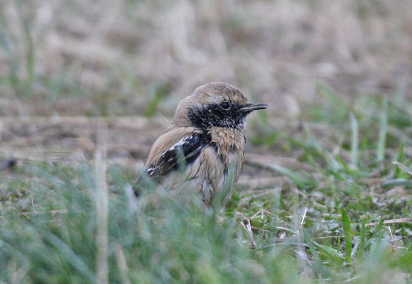 Desert Wheatear