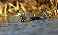 Harlequin Duck