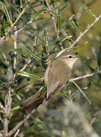 Dusky Warbler