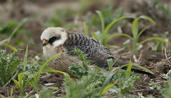 Red-footed Falcon