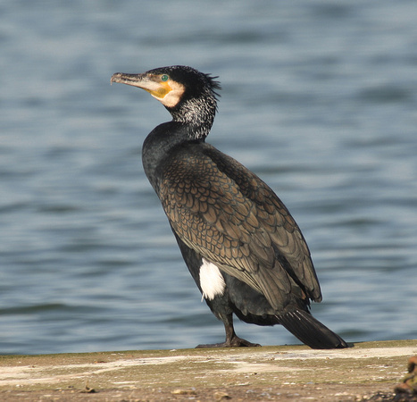 Cormorant (Sinensis)