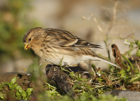 Twite