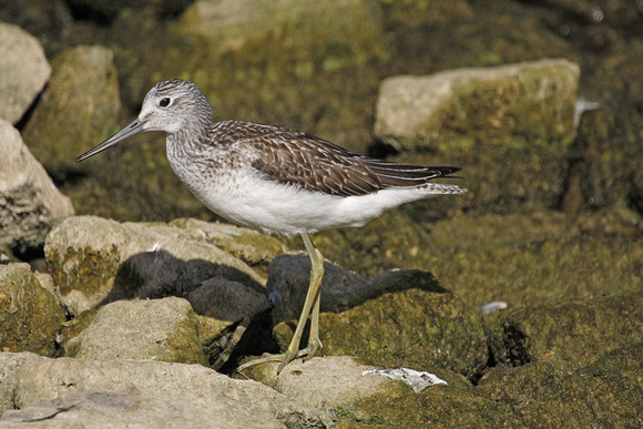 Greenshank