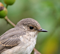 Pied Flycatcher & Spotted Flycatcher