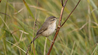 Dusky Warbler