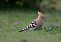 Hoopoe