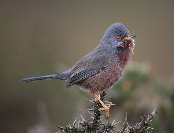 Dartford Warbler