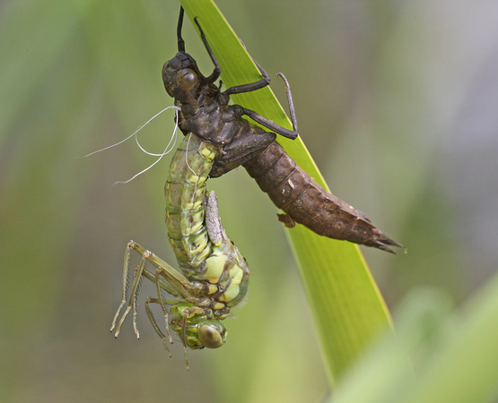 Southern Hawker