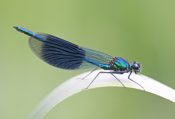 Banded Demoiselle (male)