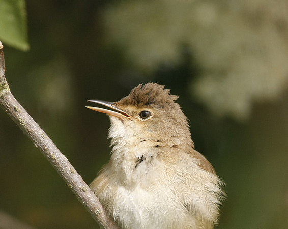 Reed Warbler