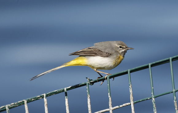 Grey Wagtail