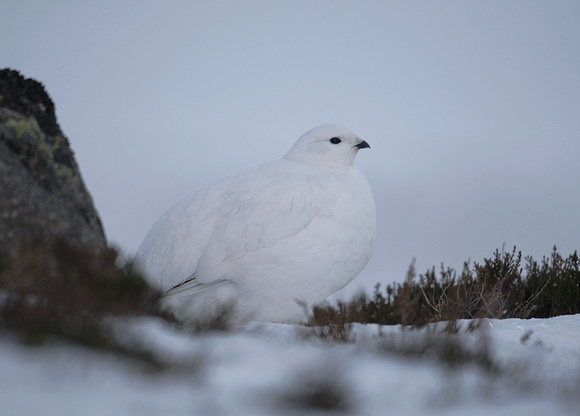 Ptarmigan