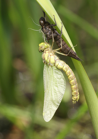 Southern Hawker