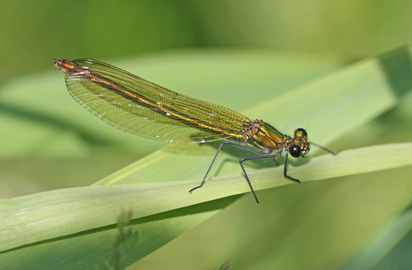 Banded Demoiselle (female)