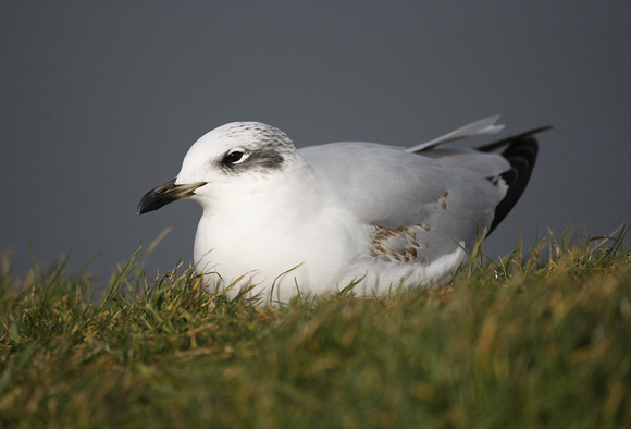 Mediterranean Gull