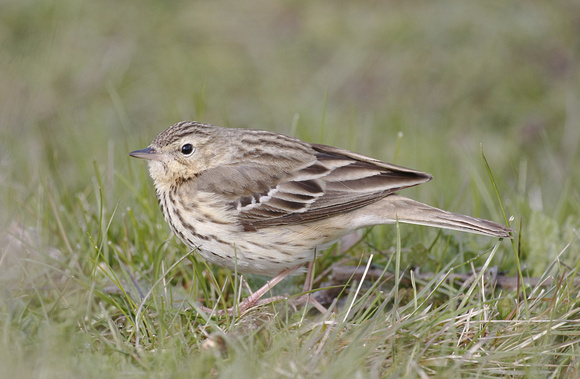 Tree Pipit