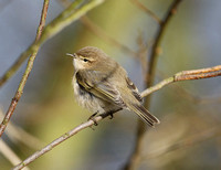 Siberian Chiffchaff
