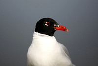 Mediterranean Gull