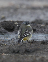 Wagtails