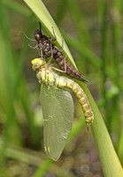 Southern Hawker