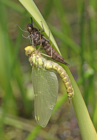 Southern Hawker