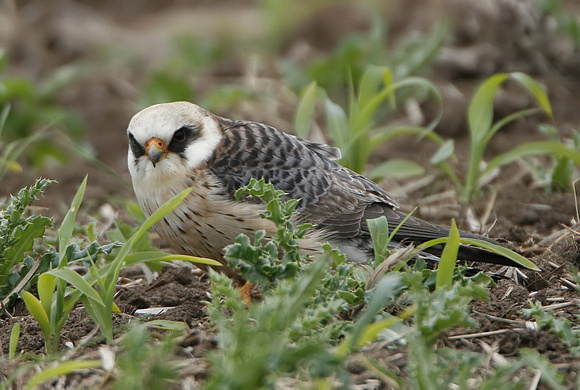 Red-footed Falcon