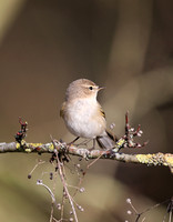 Siberian Chiffchaff