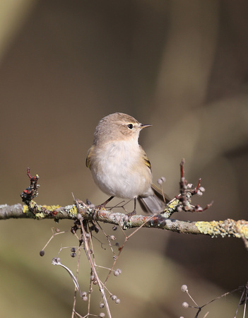 Siberian Chiffchaff