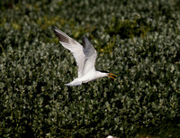 Elegant Tern