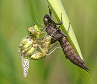 Southern Hawker