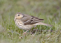 Tree Pipit