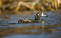 Harlequin Duck