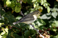 Icterine Warbler