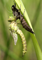 Southern Hawker