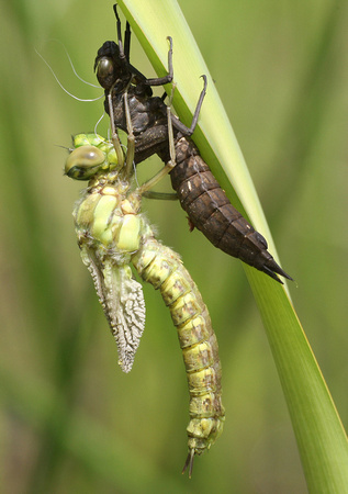 Southern Hawker